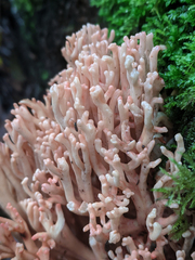 Ramaria botrytoides