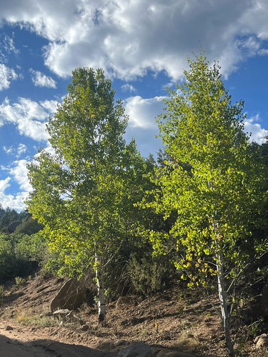quaking aspen