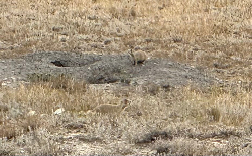 White-tailed Prairie Dog observed by gpin8589