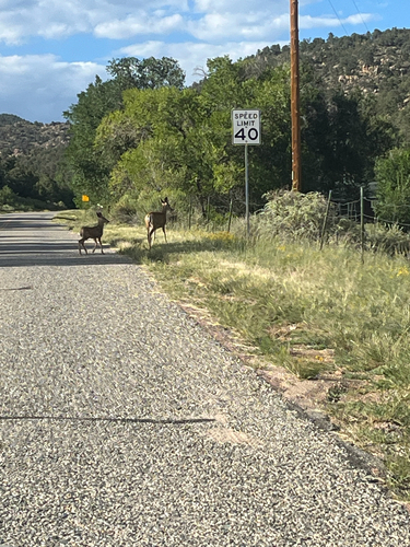 Mule Deer