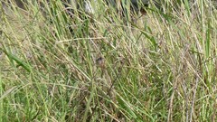 Stipiturus malachurus