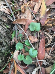Centella cordifolia