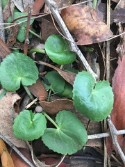 Centella cordifolia