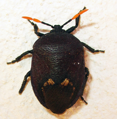 Coridius nubilus