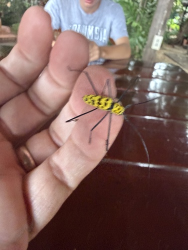 Wood Crane Longhorn-beetle