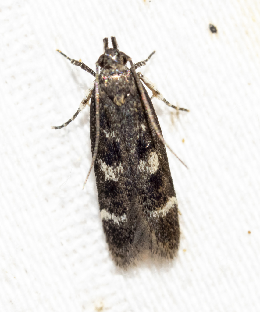 Fascista bimaculella