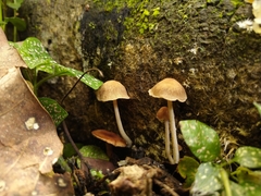 Fungi
