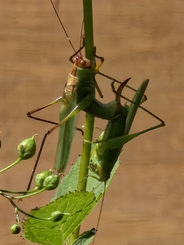 Black-legged Meadow Katydid photo 4