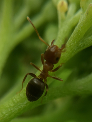 Lasius brunneus