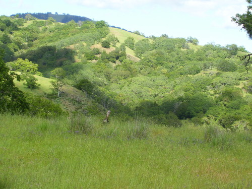 iNaturalist observation photo of Wild Turkey