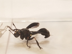 Physocephala floridana