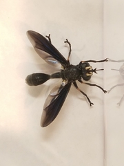 Physocephala floridana