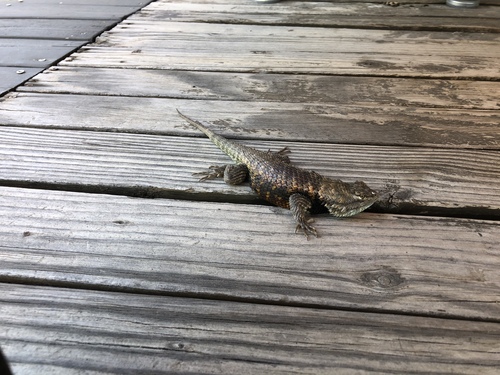 iNaturalist observation photo of Desert Spiny Lizard