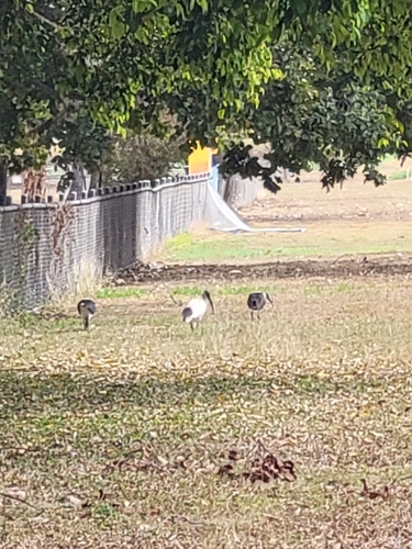 Australian Ibis