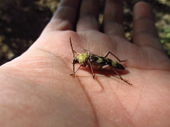 Megacyllene antennata