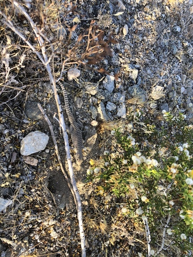 iNaturalist observation photo of Desert Iguana