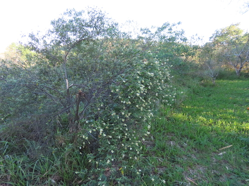 Varronia curassavica
