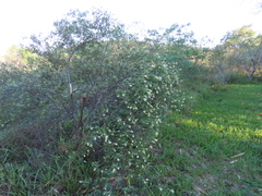 Varronia curassavica