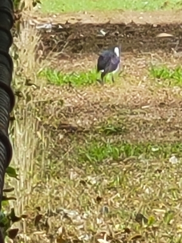 Straw-necked Ibis