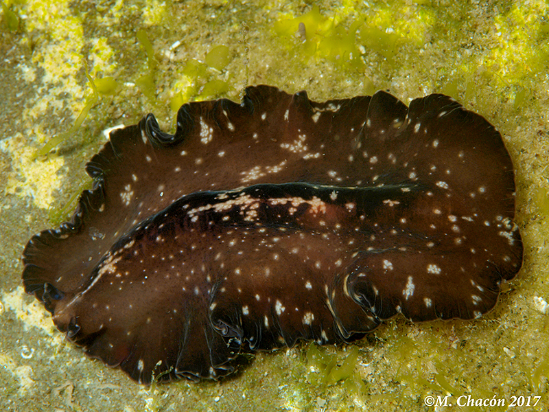 Pseudoceros maximus