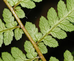 Rumohra adiantiformis