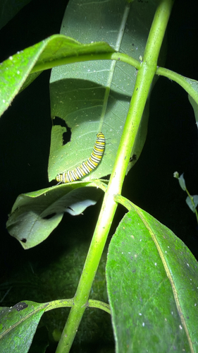 Monarch