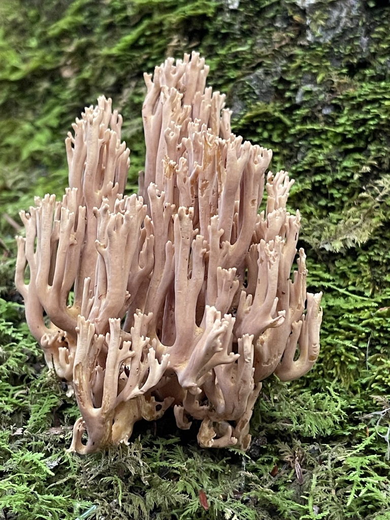Ramaria fumigata · August 2026 · photo: Photo: (c) Rachel Stepek, some rights reserved (CC BY) · iNaturalist
