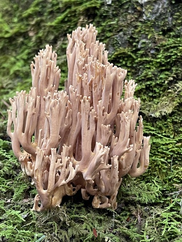 Smoke-mauve Ramaria fumigata branching from vivid green moss