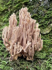 Smoke-mauve Ramaria fumigata branching from vivid green moss