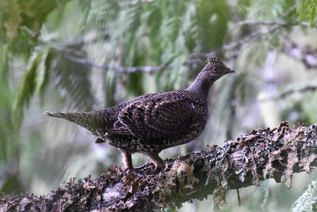 Sooty Grouse