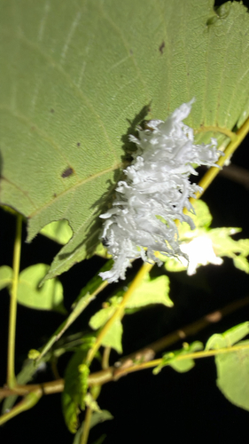Butternut Woollyworm Sawfly
