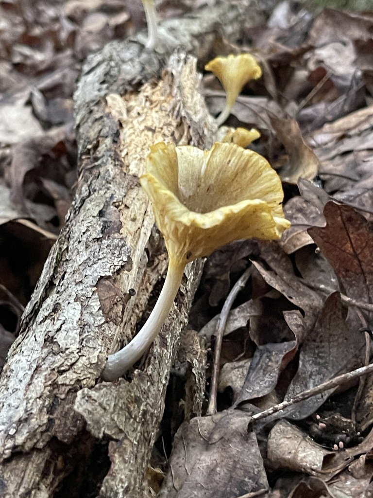 golden-gilled gerronema · August 2026 · photo: Photo: (c) Rachel Stepek, some rights reserved (CC BY) · iNaturalist