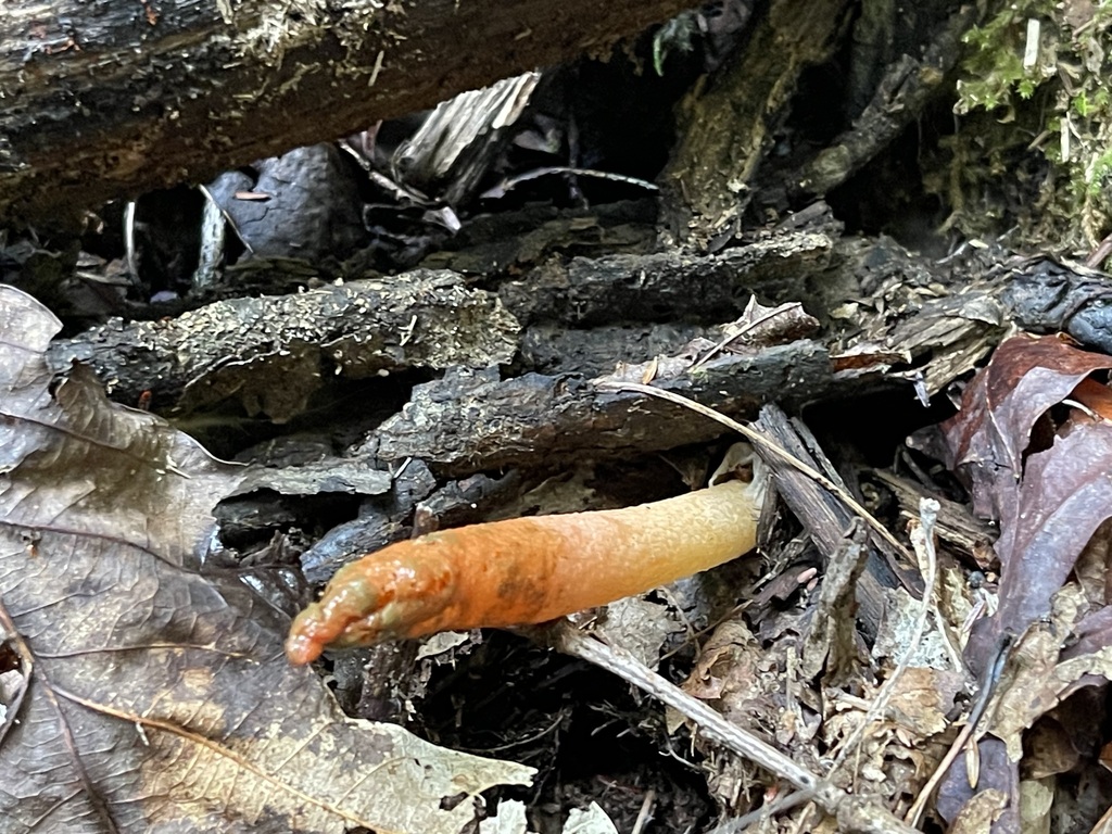devil's dipstick · August 2026 · photo: Photo: (c) Rachel Stepek, some rights reserved (CC BY) · iNaturalist