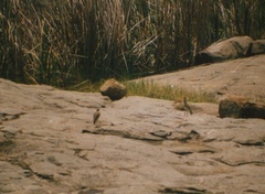 Burhinus capensis capensis