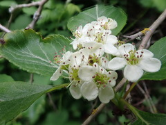 Crataegus gaylussacia