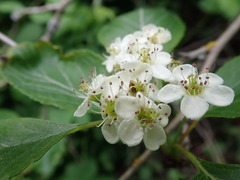 Crataegus gaylussacia