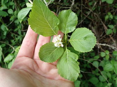 Crataegus gaylussacia