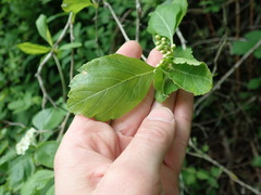 Crataegus gaylussacia