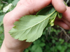 Crataegus gaylussacia