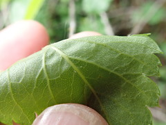 Crataegus gaylussacia