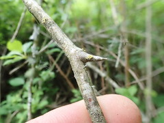 Crataegus gaylussacia