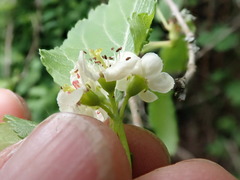 Crataegus gaylussacia