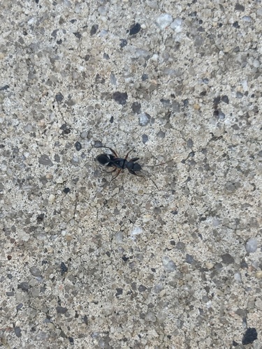 Daerlac cephalotes, 2026-08-18