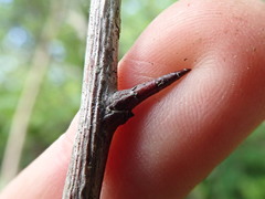 Crataegus gaylussacia