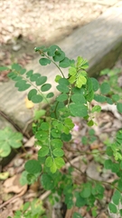 Phyllanthus tenellus