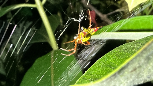 Arrow-shaped Orbweaver