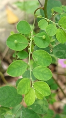 Phyllanthus tenellus