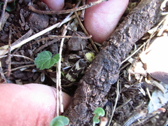 Megacyllene antennata