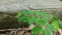 Phyllanthus tenellus