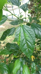 Hibiscus rosa-sinensis